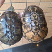 ヒメハコヨコクビガメ（甲長約9,5～11cm）WCペア