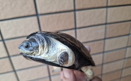 ヒメハコヨコクビガメ（甲長約9,5～11cm）WCペア - 画像 (8)