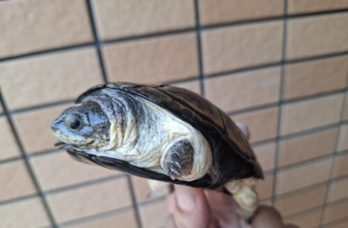 ヒメハコヨコクビガメ（甲長約9,5～11cm）WCペア - 画像 (6)