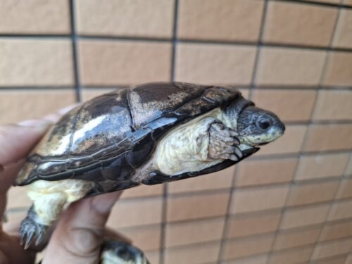 ヒメハコヨコクビガメ（甲長約9,5～11cm）WCペア - 画像 (7)
