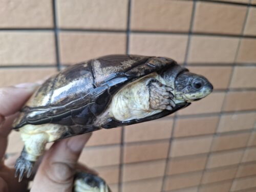 ヒメハコヨコクビガメ（甲長約9,5～11cm）WCペア - 画像 (5)