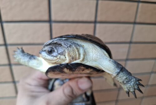 ヒメハコヨコクビガメ（甲長約9,5～11cm）WCペア - 画像 (4)