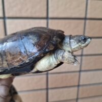 ヒメハコヨコクビガメ（甲長約9,5～11cm）WCペア