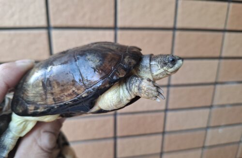 ヒメハコヨコクビガメ（甲長約9,5～11cm）WCペア - 画像 (2)