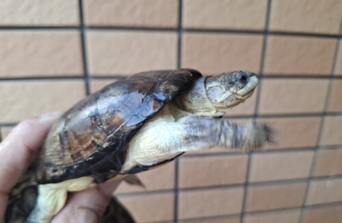 ヒメハコヨコクビガメ（甲長約9,5～11cm）WCペア - 画像 (3)