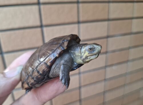 ペンシルバニアドロガメ（甲長約6,2～6,5cm）CB 甲ズレ オス - 画像 (9)