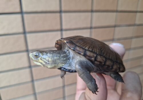 ペンシルバニアドロガメ（甲長約6,2～6,5cm）CB 甲ズレ オス - 画像 (11)