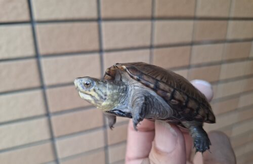 ペンシルバニアドロガメ（甲長約6,2～6,5cm）CB 甲ズレ オス - 画像 (12)