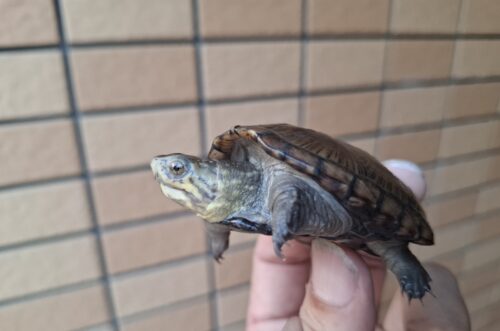 ペンシルバニアドロガメ（甲長約6,2～6,5cm）CB 甲ズレ オス - 画像 (10)