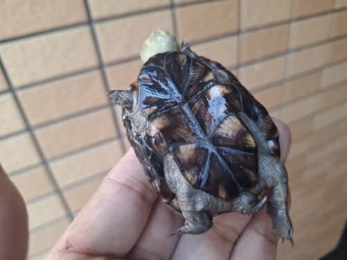 ペンシルバニアドロガメ（甲長約6,2～6,5cm）CB 甲ズレ オス - 画像 (16)