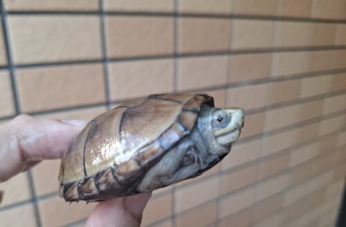 ペンシルバニアドロガメ（甲長約6,2～6,5cm）CB 甲ズレ オス - 画像 (6)