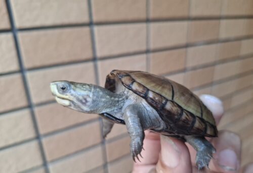ペンシルバニアドロガメ（甲長約6,2～6,5cm）CB 甲ズレ オス - 画像 (4)