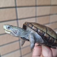 ペンシルバニアドロガメ（甲長約6,2～6,5cm）CB 甲ズレ オス