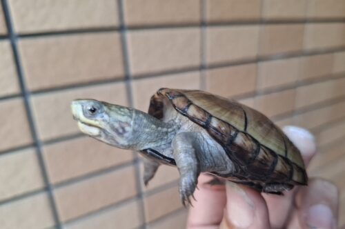 ペンシルバニアドロガメ（甲長約6,2～6,5cm）CB 甲ズレ オス - 画像 (2)