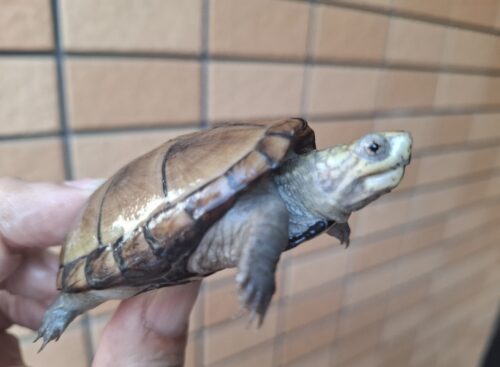 ペンシルバニアドロガメ（甲長約6,2～6,5cm）CB 甲ズレ オス - 画像 (3)