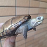 ペンシルバニアドロガメ（甲長約6,2～6,5cm）CB 甲ズレ オス