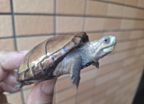 ペンシルバニアドロガメ（甲長約6,2～6,5cm）CB 甲ズレ オス