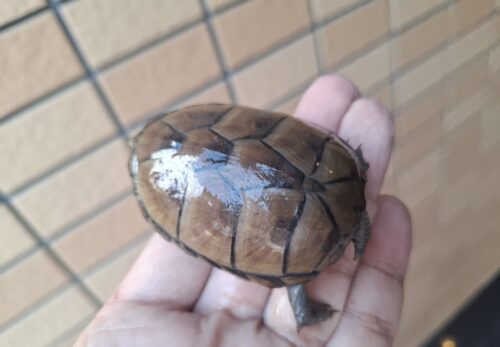 ペンシルバニアドロガメ（甲長約6,2～6,5cm）CB 甲ズレ オス - 画像 (8)