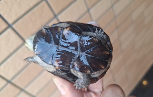 ペンシルバニアドロガメ（甲長約6,2～6,5cm）CB 甲ズレ オス - 画像 (7)