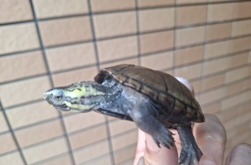 ミシシッピドロガメ（甲長約6,5cm）CB オス
