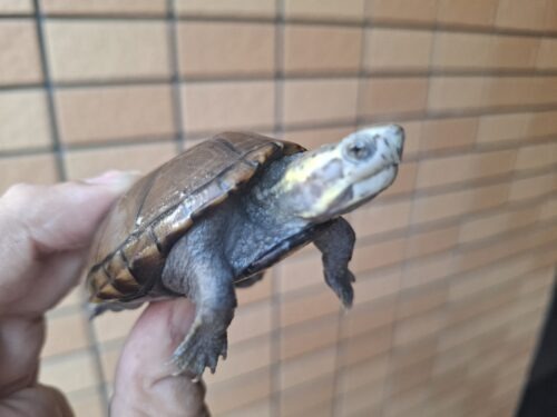 ミシシッピドロガメ（甲長約6,8cm）CB メス - 画像 (3)