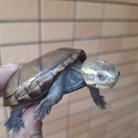 アクアプラント　守亜　玄武　ホシガメ　ハコガメ NEW キボシイシガメ国産CB2023 三十四 SOLD OUT – 完全予約制