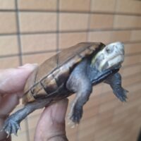 ミシシッピドロガメ（甲長約6,8cm）CB メス