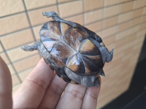 ミシシッピドロガメ（甲長約6,8cm）CB メス - 画像 (11)