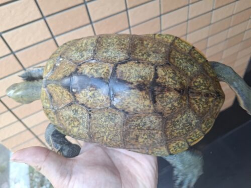 ニホンイシガメ（甲長約19,5cm）WC メス - 画像 (9)