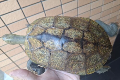 ニホンイシガメ（甲長約19,5cm）WC メス - 画像 (10)