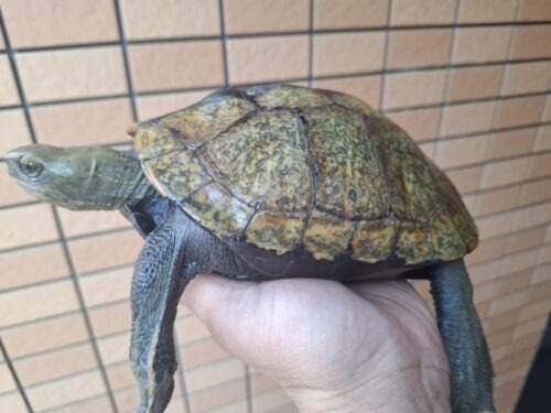 ニホンイシガメ（甲長約19,5cm）WC メス - 画像 (7)