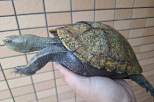 ニホンイシガメ（甲長約19,5cm）WC メス - 画像 (8)