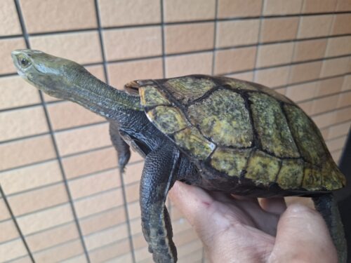 ニホンイシガメ（甲長約19,5cm）WC メス - 画像 (3)