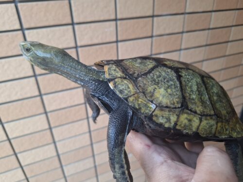 ニホンイシガメ（甲長約19,5cm）WC メス - 画像 (4)