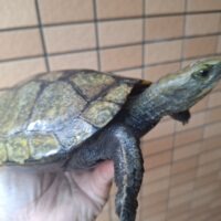 ニホンイシガメ（甲長約19,5cm）WC メス
