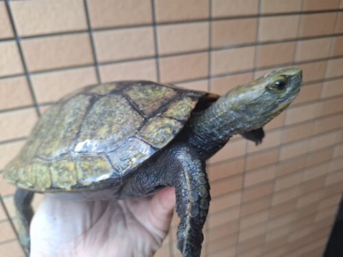 ニホンイシガメ（甲長約19,5cm）WC メス - 画像 (2)