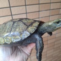 ニホンイシガメ（甲長約19,5cm）WC メス