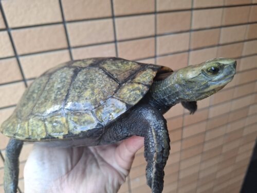 ニホンイシガメ（甲長約19,5cm）WC メス