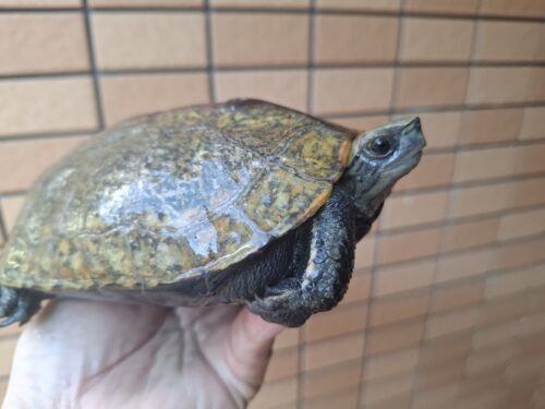 ニホンイシガメ（甲長約18cm）WC 特大オス - 画像 (5)