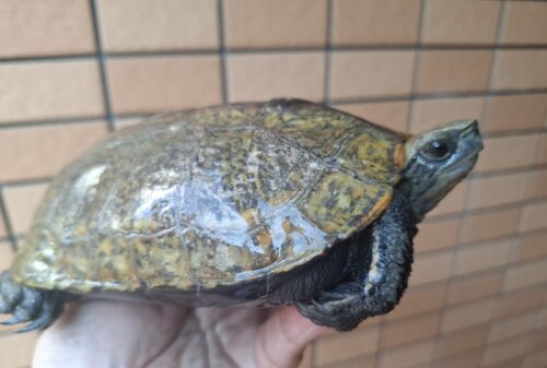 ニホンイシガメ（甲長約18cm）WC 特大オス