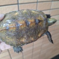 ニホンイシガメ（甲長約10,5cm）WCオス