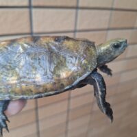 ニホンイシガメ（甲長約10,5cm）WCオス