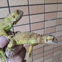 グリーンイグアナ（hetサンセット）