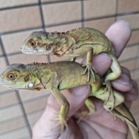 グリーンイグアナ（hetサンセット）