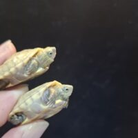 【新品未使用】daum ウミガメ ミズガメ アーカイブ - アクアスペース