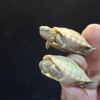 T＋アルビノクサガメ（25CB）