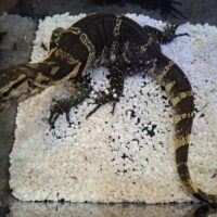 サルバトールモニター（ジャワコレクターズ）CB 約70cm