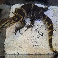 サルバトールモニター（ジャワコレクターズ）CB 約70cm