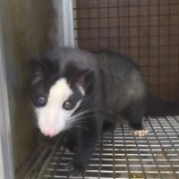パームシベット（モザイク）オッドアイ　メス　約2歳