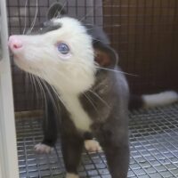 パームシベット（モザイク）オッドアイ　オス　約２歳